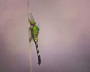 Eastern pondhawk dragonfly resting on a stalk , edited in a fine art style with a textured  purple background. Photographed in Florida.