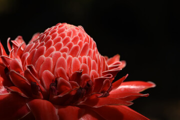 beautiful petals of torch ginger flower with black background