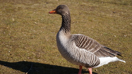goose walking on grass