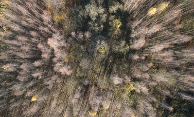 Autumn forest above top view