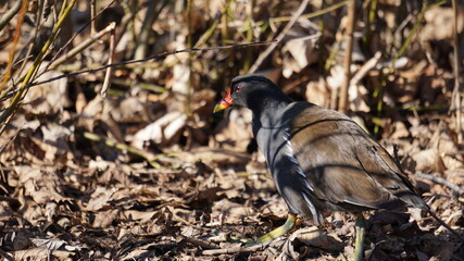 red-headed bird walking through the woods