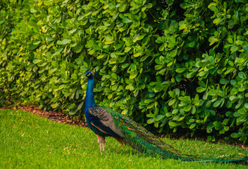 garden green peacock animal colors blue 