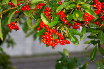 red poisonous rowan berries sorbus aucuparia with water drops in a garden