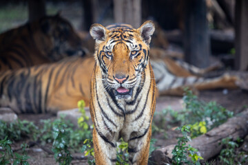 Obraz premium A hungry Bengal tiger looks at the photographer.