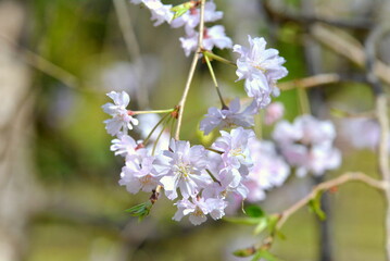 pink sakura flowers blossom in spring
