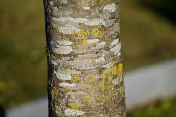 Bark of tree trunk with beautiful green colors of lichens at park, Zurich Switzerland.