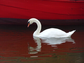 Swan Captured in Red