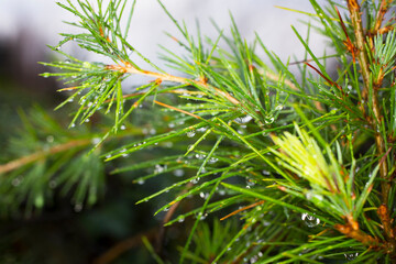 Green pine branch after rain Green natural background