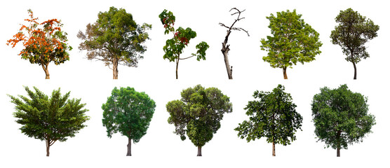 Fototapeta premium isolated tree green set is located on a white background. Collection of isolated tree green on white background Tropical tree