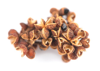 Zanthozylum limonella Alston an isolated on white background