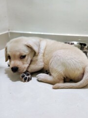 golden retriever puppy