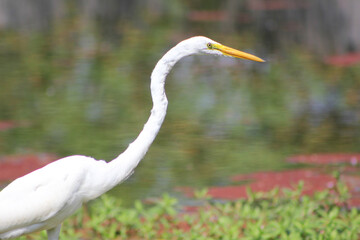 Great Egret Side Profile, Partial Body Shown, with Pond Blurred in Background