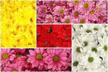 Collage with photos of beautiful fresh flowers
