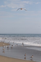 Una playa costera con aves marinas 