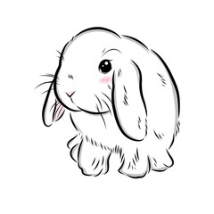 Drawing illustration of cute holland​lop​ bunny​ on white​ background