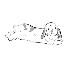 Drawing illustration of cute holland​lop​ bunny​ on white​ background