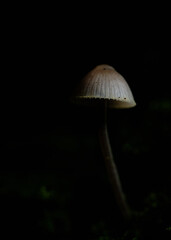 Fungi in shaft of sunlight