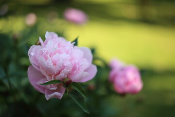 Beautiful blooming pink peony flower close up
