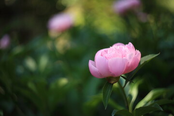 Beautiful blooming pink peony flower close up