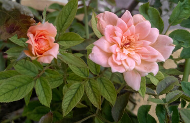 Pink rose flower blooming in branch of green leaves plant, nature photography, floral gardening background