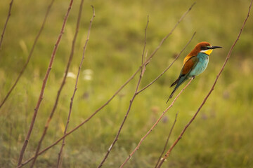 Beautiful and colourful bee eater on the stick with doph background