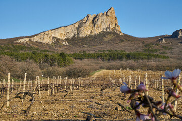 Image of a vineyard in early spring.