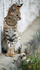 Leptailurus serval. A portrait of a serval  sitting in the green grass. Wild cat native to Africa. Black dotted beige brown big wild cat. Blurry  background