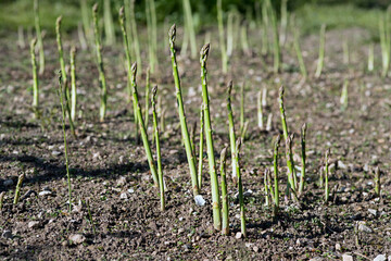 Asparagus harvest