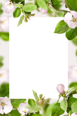 Beautiful natural spring background. Blooming branches spring flowers green leaves blank white sheet for text on light background. Springtime Blooming tree. Floral composition spring layout postcard