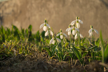 Galanthus woronowii , flower in the garden, ornamental flowerbed plant. Photo in the natural environment.