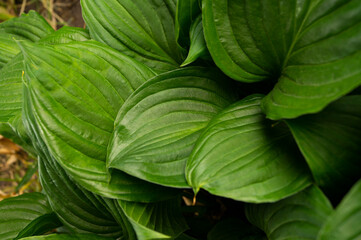 Hosta, flower in the garden, ornamental flowerbed plant with beautiful lush leaves. Photo in the natural environment.