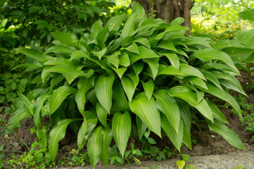 Hosta, flower in the garden, ornamental flowerbed plant with beautiful lush leaves. Photo in the natural environment.