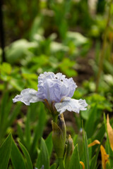 Naklejka na ściany i meble Iris, flower in the garden, ornamental plant for flower beds. Photo in the natural environment.