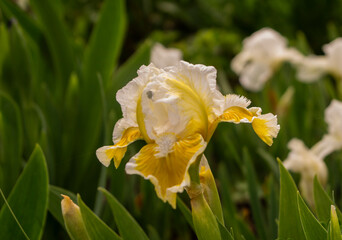 Iris, flower in the garden, ornamental plant for flower beds. Photo in the natural environment.