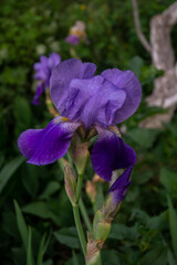 Iris, flower in the garden, ornamental plant for flower beds. Photo in the natural environment.