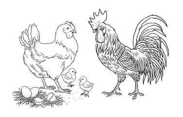 Fototapeta na wymiar Family chicken, rooster and their chicks. Funny farm animals. Template for children to paint. 