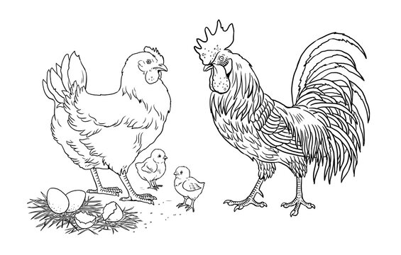 Family chicken, rooster and their chicks. Funny farm animals. Template for children to paint.	