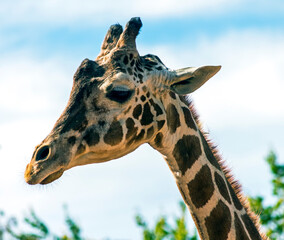 Portrait of a giraffe in zoo.