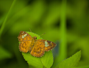 butterfly on leaf . west himalayan pie flat