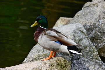 Enten- Stockente (Anas platyrhynchos) Erpel