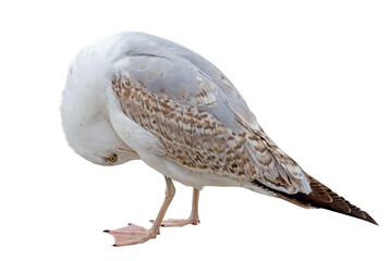 White and grey seagull