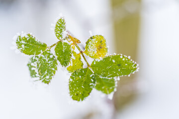 Rosenblätter mit Raureif