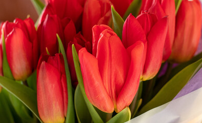 Beautiful bouquet of tulips close-up on a white isolated background. Red tulips