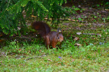 Ein Eichhörnchen auf einer grünen Wiese unter einem Nadelbaum