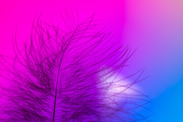 fluffy feather on colorful background