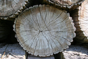 poplar wood