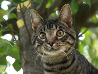 Cat On A Tree