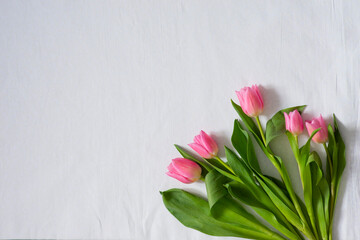 light background and five pink tulips, space for text, selective focus