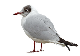 White and grey seagull