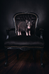 Hausschwein auf dem Stuhl 1